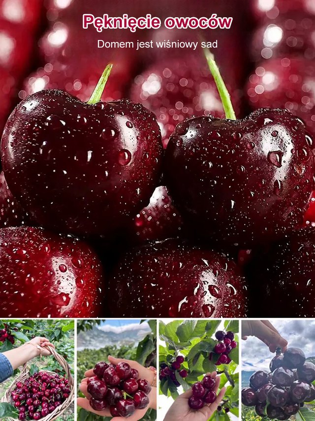 Sadzonka Chelsea Cherry