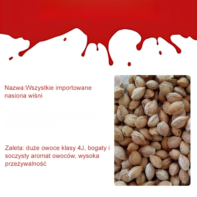 Sadzonka Chelsea Cherry