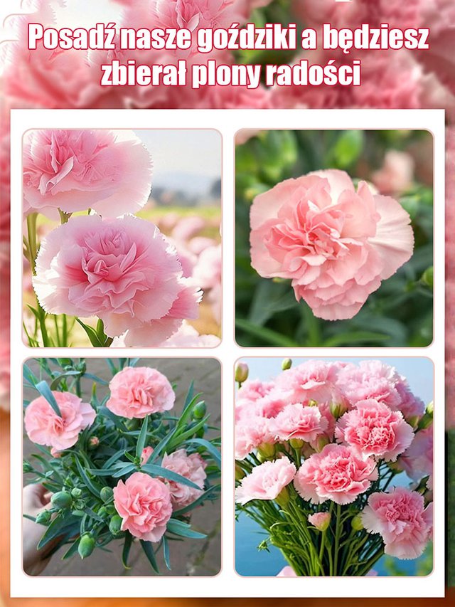 【Kwitnie przez wszystkie sezony】Nasiona goździka pełnego