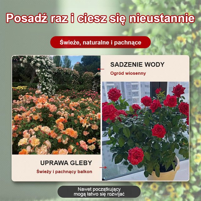 Przynieś miłość i szczęście Tęczowe nasiona róż