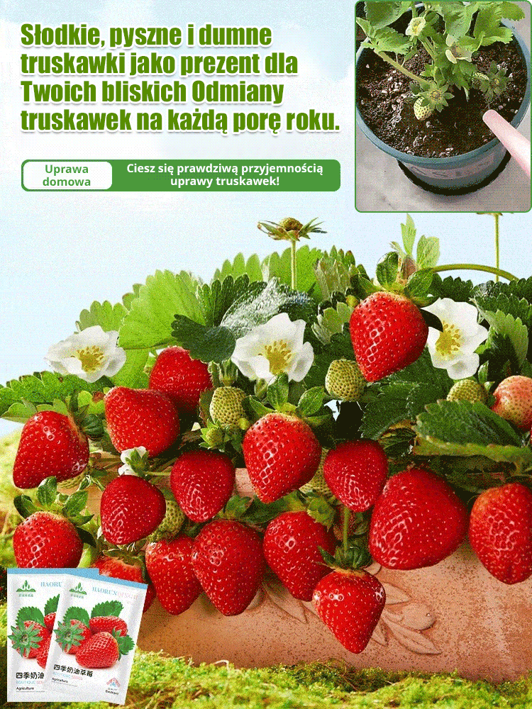 Czterosezonowe nasiona truskawek śmietankowych