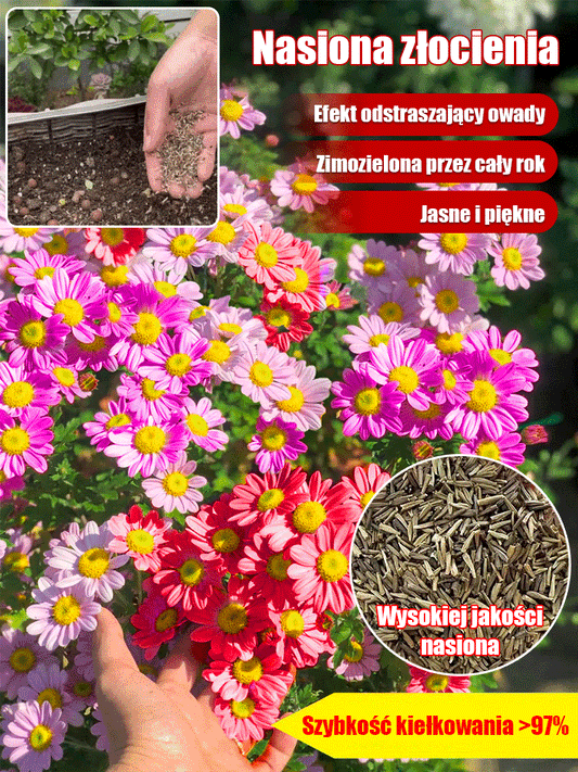 Nasiona złocienia dalmatyńskiego