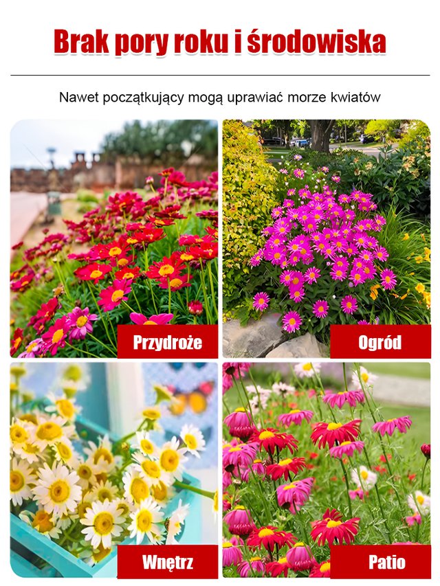 Nasiona złocienia dalmatyńskiego