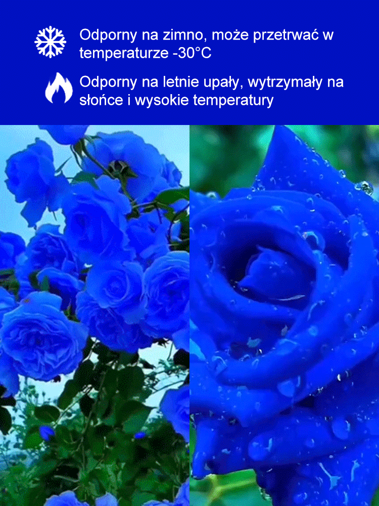 Nasiona Blue Enchantress