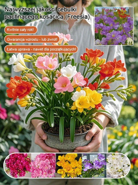 Kwitnienie przez cały rok! Najwyższej jakości cebulki pachnącego kosacica (Freesia)