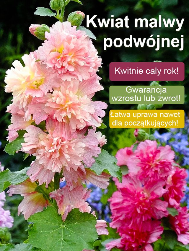 Sezonowe nasiona malwy dwupłatkowej kwitnącej