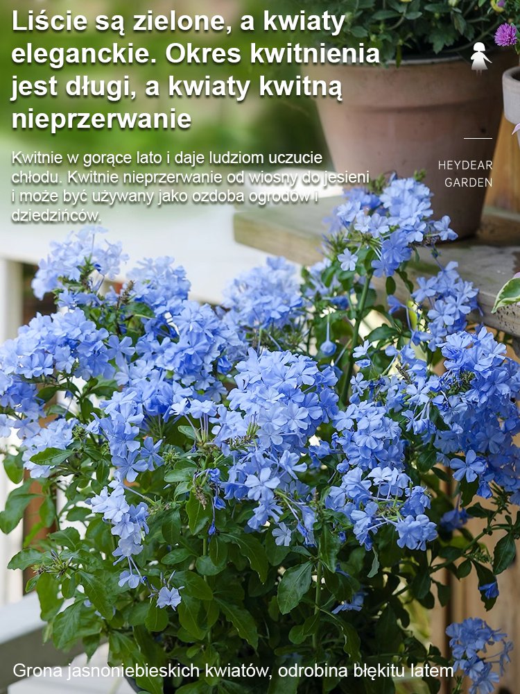 [Pachnące przez tysiące mil] Nasiona pnącza o czterech sezonach kwitnienia: niebieski kwiat śniegu