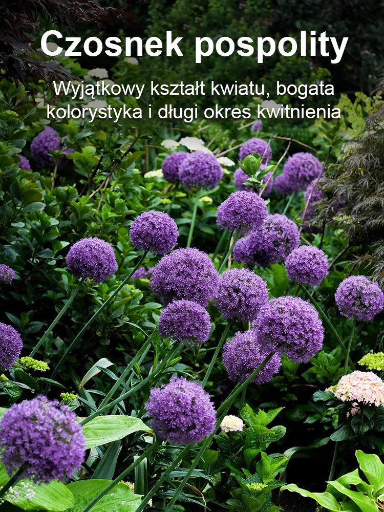 【Jednorazowe sadzenie, kwitnienie co roku】Cebule czosnek olbrzymi łatwe do uprawy przez cały rok.