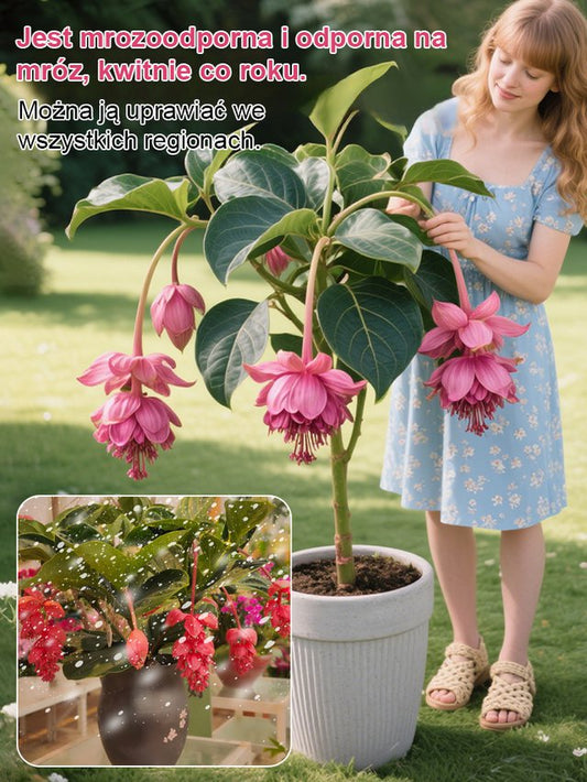 Podwójnie kwitnące, intensywnie pachnące nasiona Baolianhua