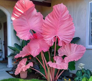 Nasiona ogrodnicze Caladium dostępne w wielu kolorach