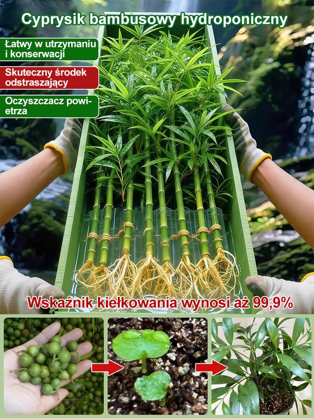 【Wystarczy woda, by żyć】Odstraszanie komarów | Oczyszczanie powietrza | Nasiona bambusa i cyprysu