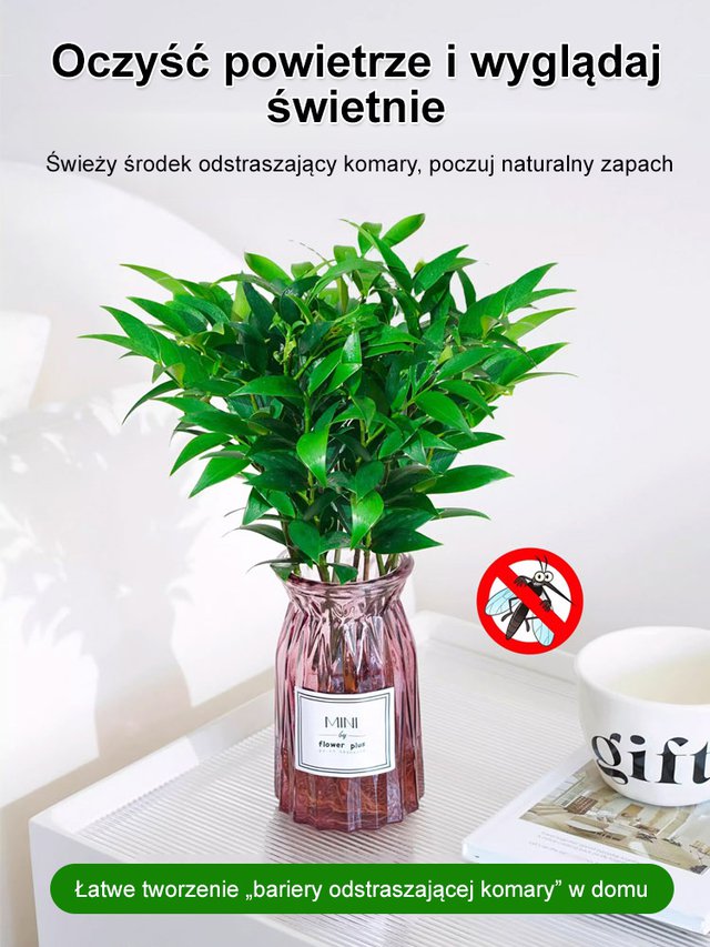 【Wystarczy woda, by żyć】Odstraszanie komarów | Oczyszczanie powietrza | Nasiona bambusa i cyprysu