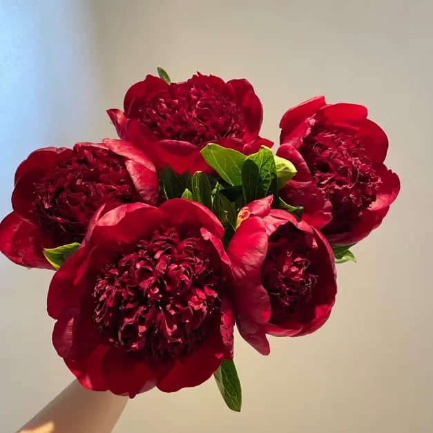 🌺Piękne mieszane nasiona piwonii