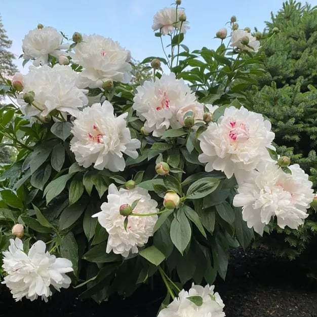🌺Piękne mieszane nasiona piwonii