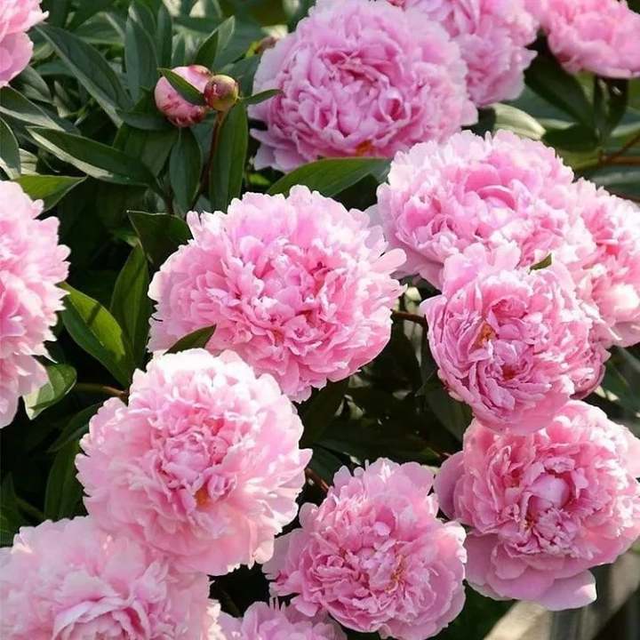 🌺Piękne mieszane nasiona piwonii