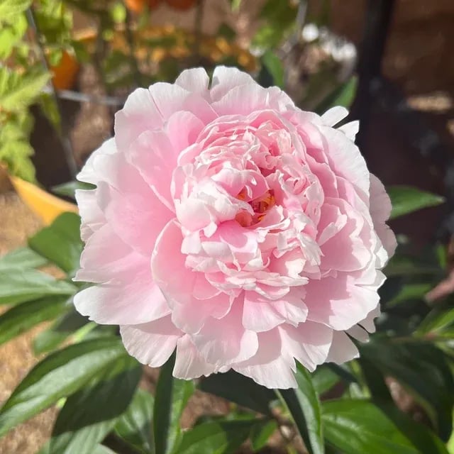 🌺Piękne mieszane nasiona piwonii