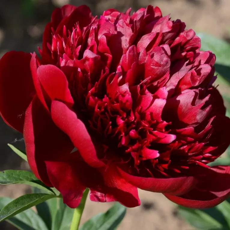 🌺Piękne mieszane nasiona piwonii