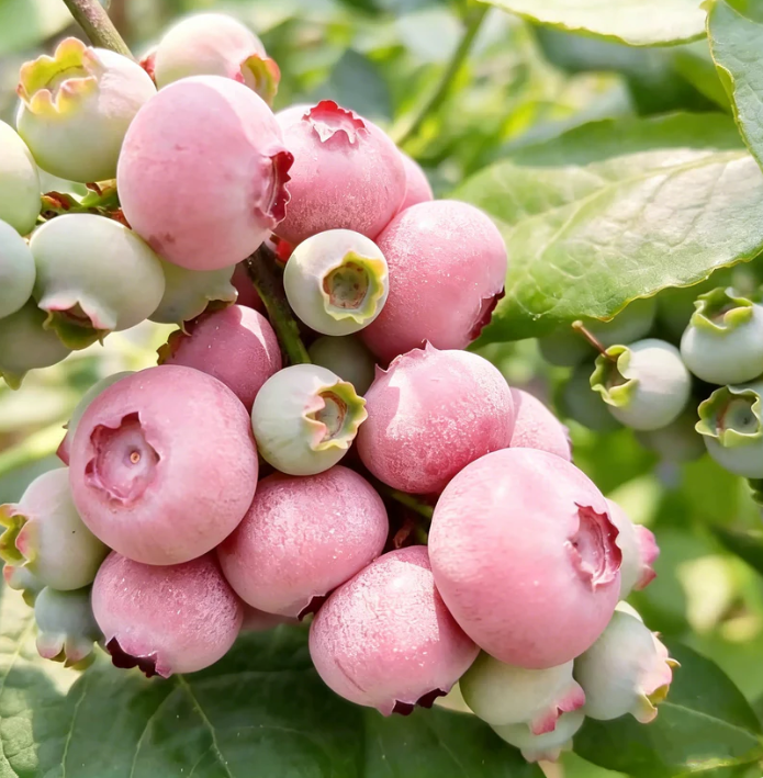 🍃 Seria Heirloom Manor: Zestaw 13 wybranych nasion owoców (bez GMO) 🌳 – Najlepiej sprzedający się produkt