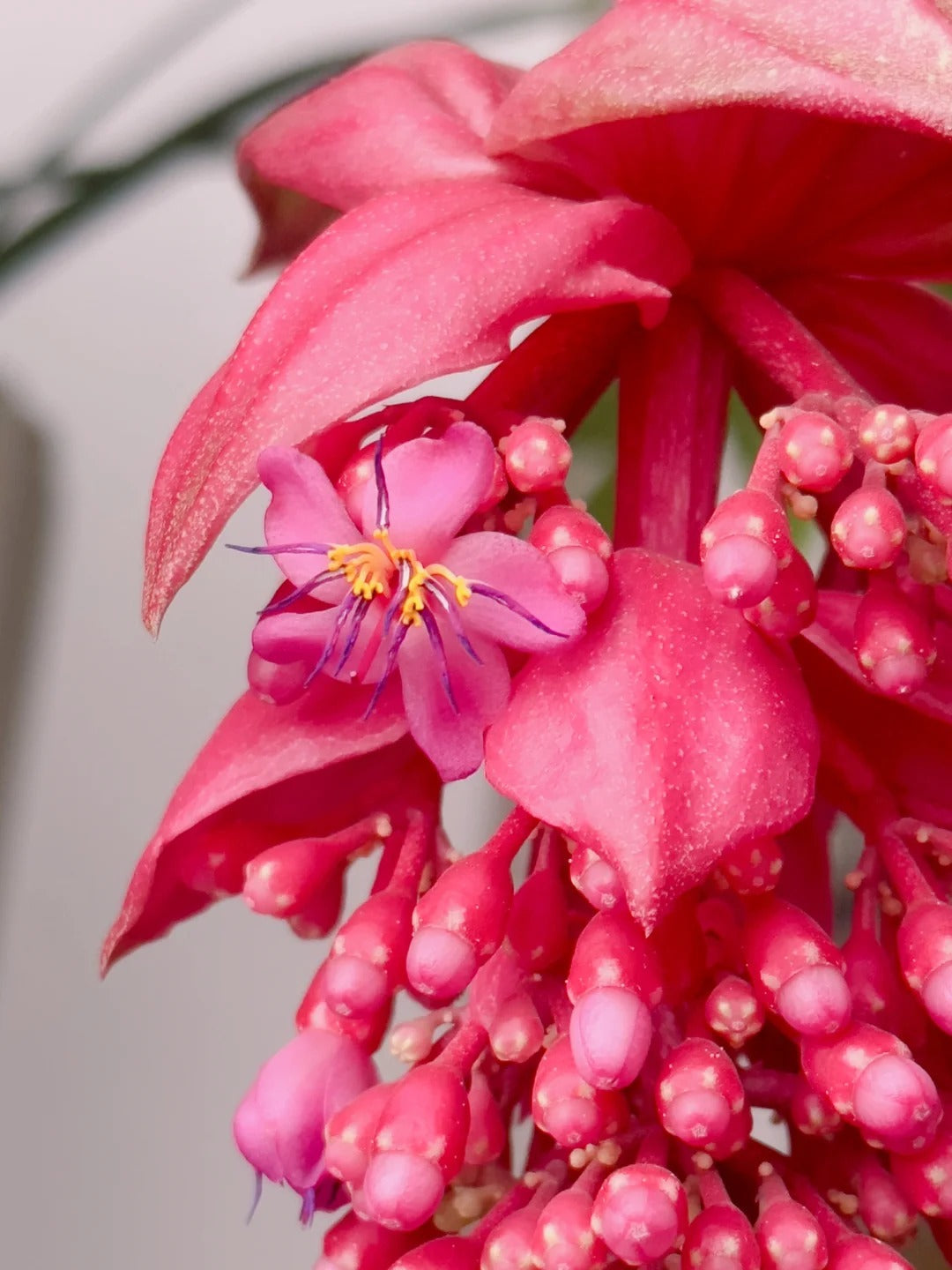 Nasiona winogron różanych – wyhoduj królową kwiatów w swoim ogrodzie