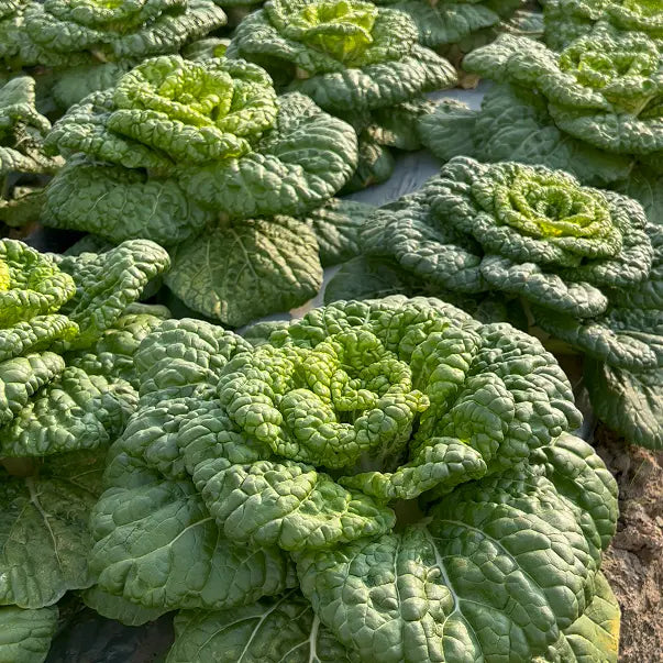 Nasiona Brassica Narinosa (WuTat Choy)