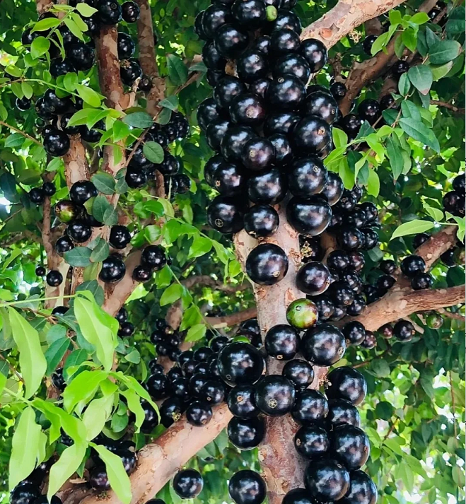 Nasiona winogron Jabuticaba