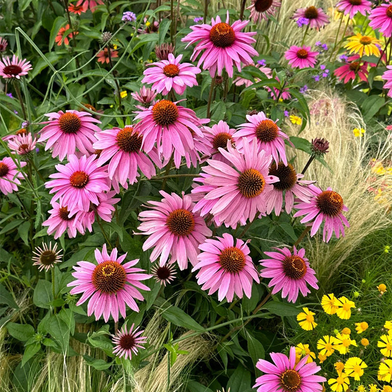 Nasiona jeżówki (Echinacea)