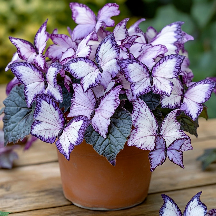 💥 Nowe begonie 🦋 Nasiona begonii motylkowej 🌱 Bonsai, jakiego jeszcze nie widziałeś