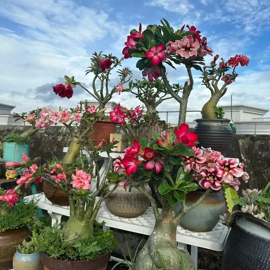 🔥Wyhoduj Królową Pustyni – teraz w obniżonej cenie!🎁 😍Uwielbia kwitnąć, długi okres kwitnienia 🌵 Róża Pustyni