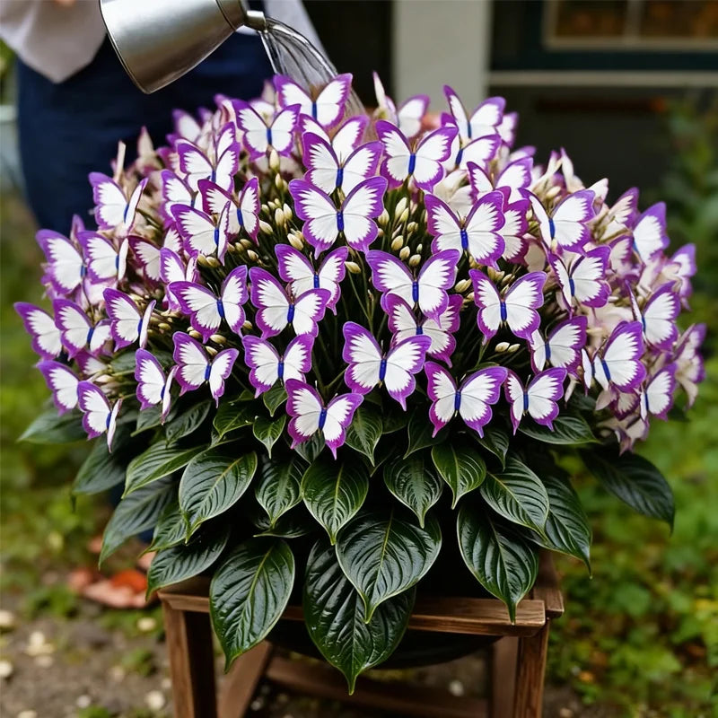🦋🌈 Fantazyjne cebulki motyli – eksplozja koloru w każdym płatku! 🌸