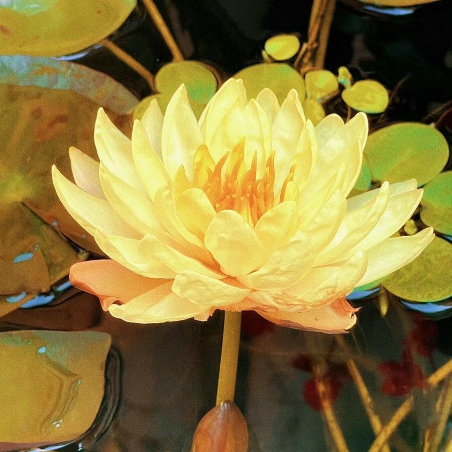 💐Święta misa do bonsai - kwiat lotosu
