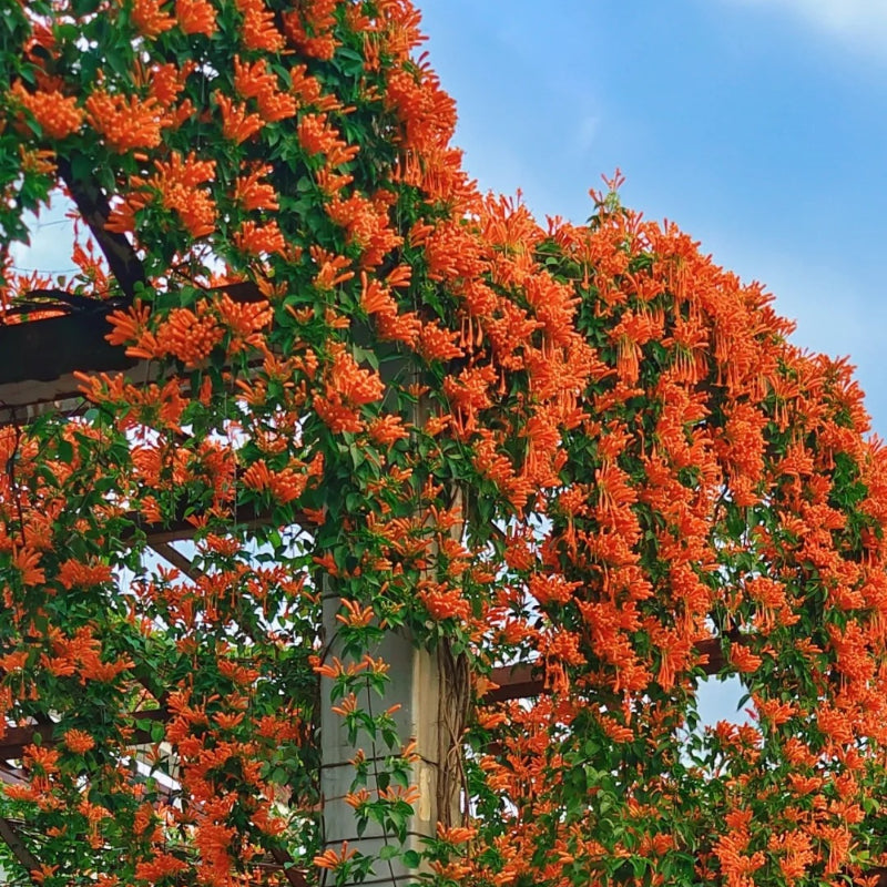 Nasiona kwiatów petardy