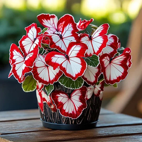 💥 Nowe begonie 🦋 Nasiona begonii motylkowej 🌱 Bonsai, jakiego jeszcze nie widziałeś