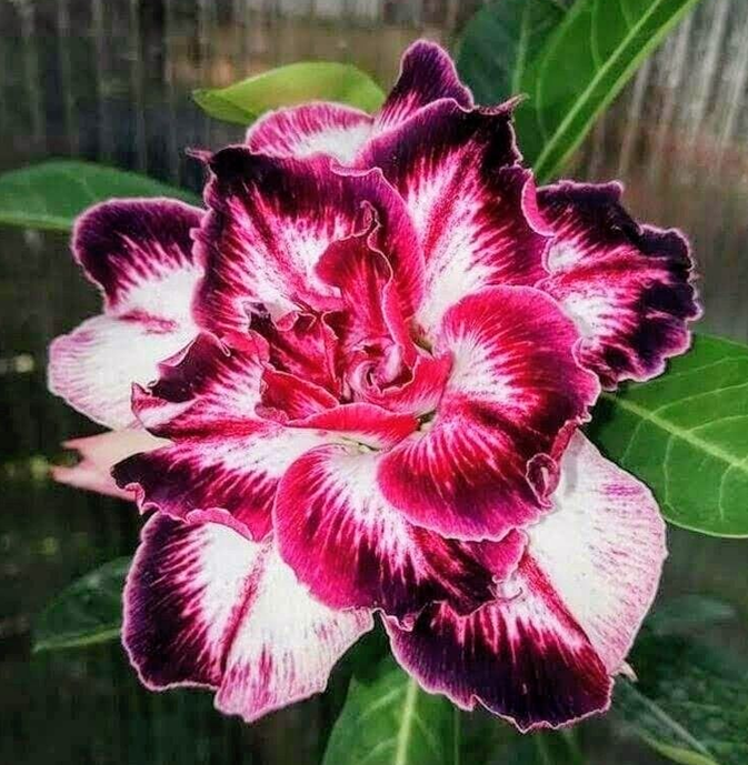 🔥Wyhoduj Królową Pustyni – teraz w obniżonej cenie!🎁 😍Uwielbia kwitnąć, długi okres kwitnienia 🌵 Róża Pustyni