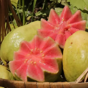 🔥Organiczne nasiona różowej guawy | 🌿Przygotowane do szybkiego kiełkowania (99% kiełkowania)