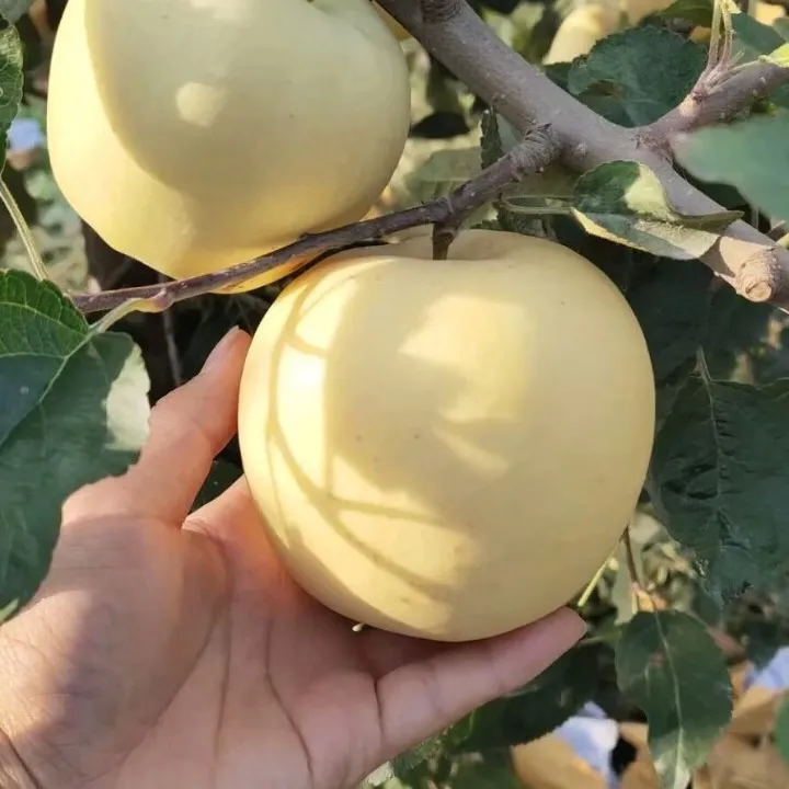 Nasiona Złotego Jabłka, wskaźnik przeżywalności 90%