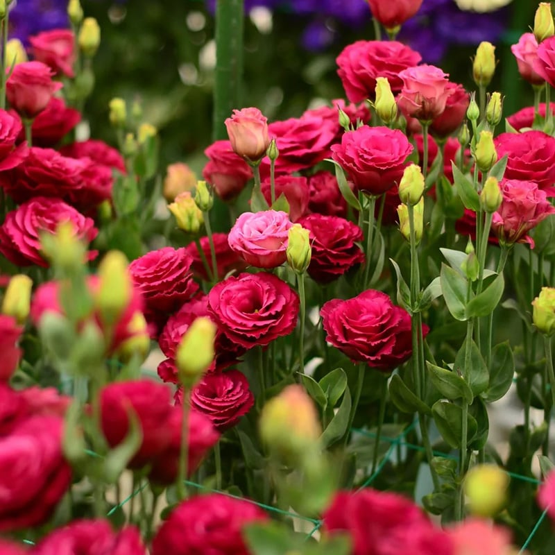 🔥Ostatni dzień wyprzedaży💝Eustoma Thornless Rose💐Lisianthus Seeds