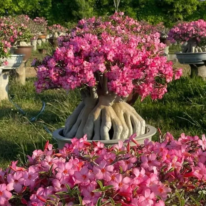 🔥Wyhoduj Królową Pustyni – teraz w obniżonej cenie!🎁 😍Uwielbia kwitnąć, długi okres kwitnienia 🌵 Róża Pustyni