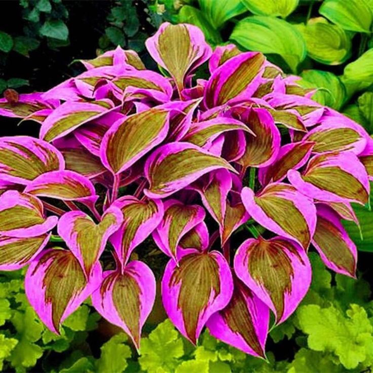 🍃Rzadkie nasiona wielokolorowych host