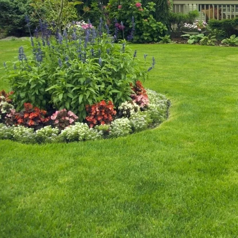 🌱 Nasiona trawy karłowatej Four Seasons Evergreen | Stwórz swój idealny trawnik, zaczynając tutaj!