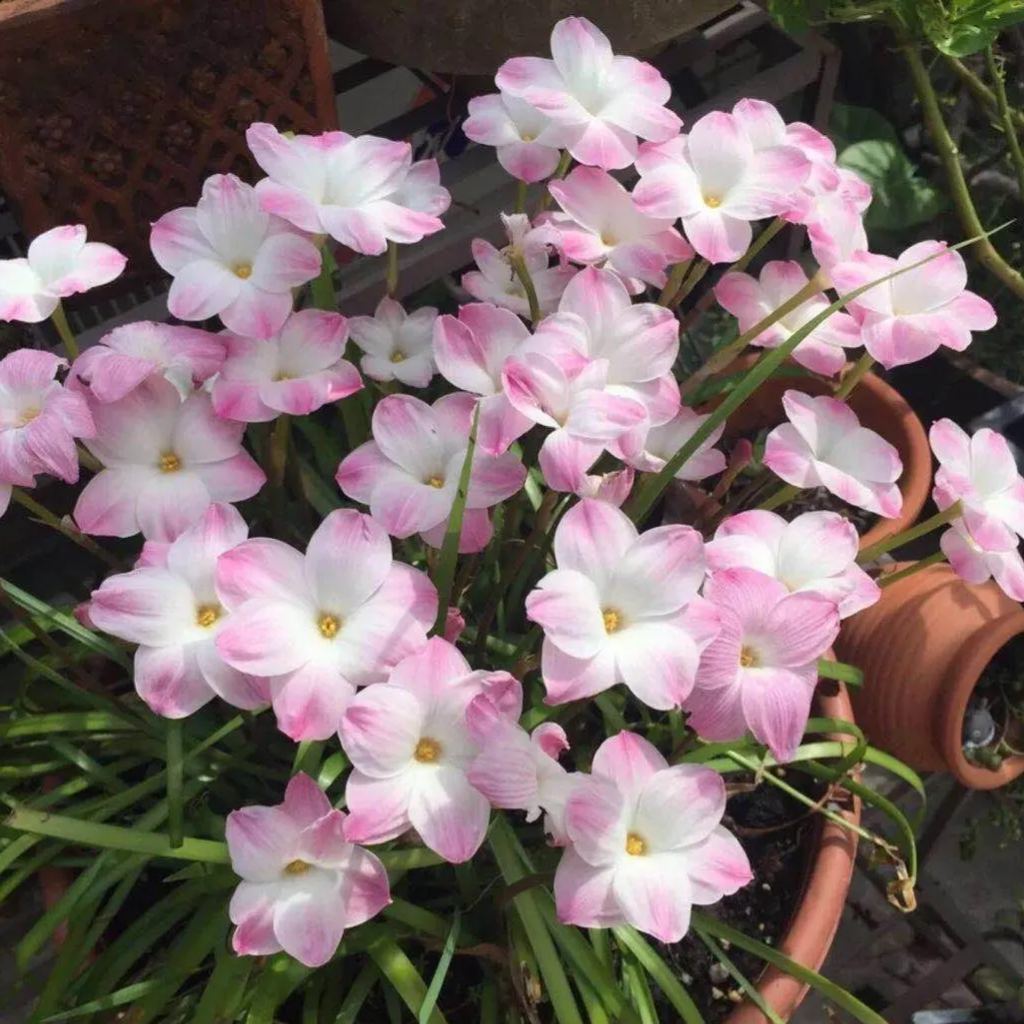 Cebule orchidei deszczowej – kwitną po kolejnym deszczu