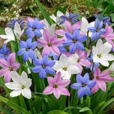 Cebule orchidei deszczowej – kwitną po kolejnym deszczu