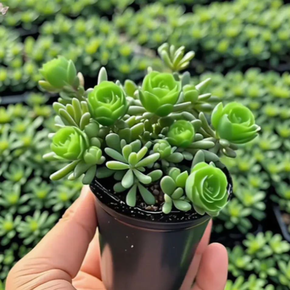 Cebule storczyka różanego o podwójnych kwiatach – odporne na zimno i pachnące