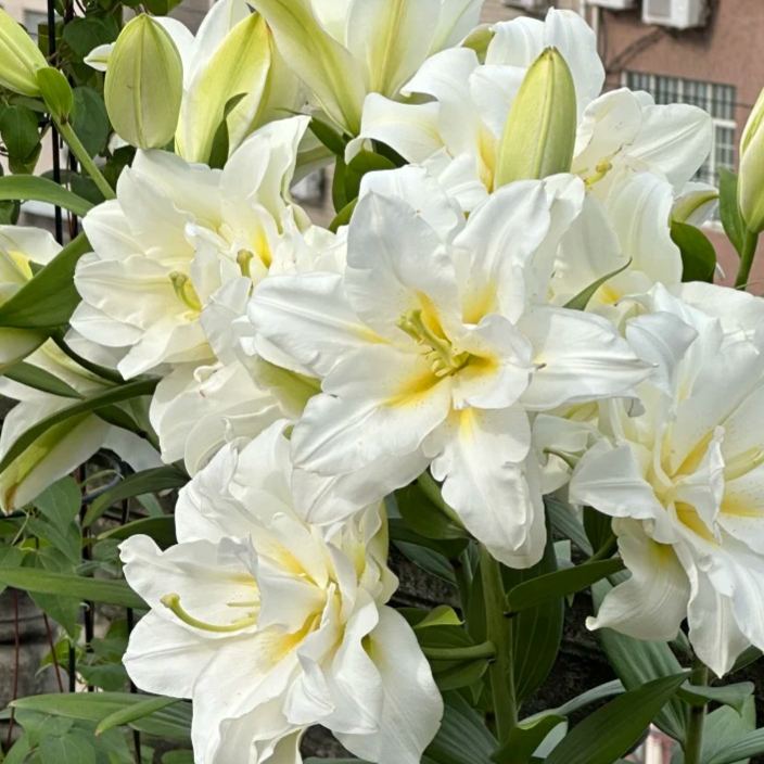 🌺Perfumowane cebulki lilii – świeże i słodkie