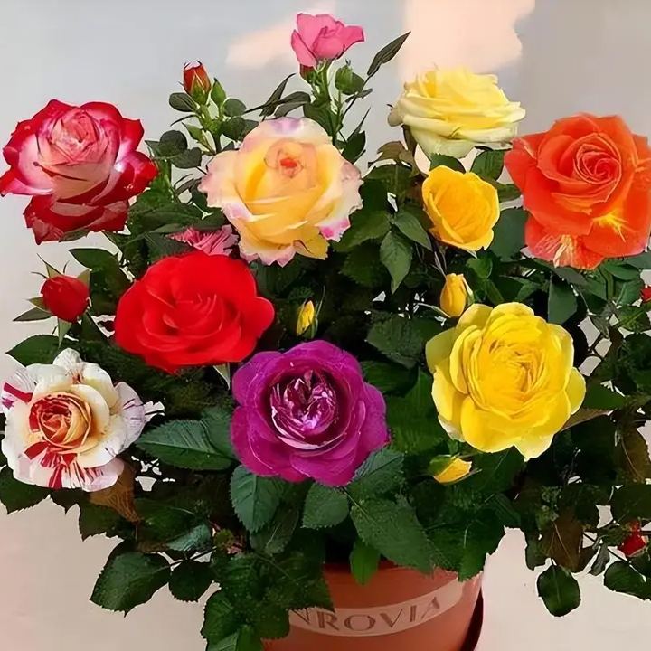 🔥GORĄCA WYPRZEDAŻ - 50% TANIEJ🔥Nasiona róż w różnych kolorach💐