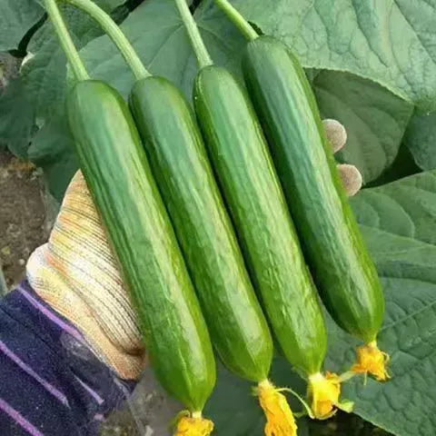 Nasiona ogórka F1 Superfruit Cluster o wysokiej wydajności