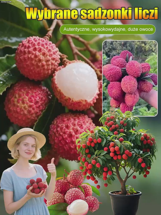 Duża sadzonka liczi z gwarancją przeżycia