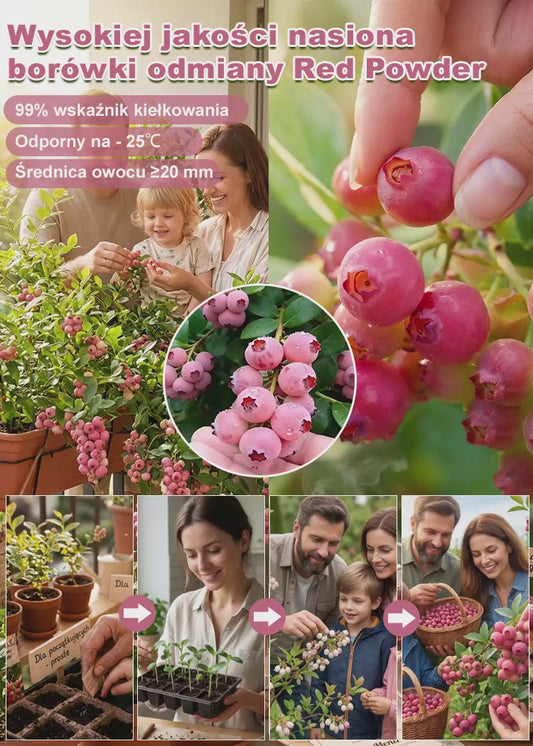 [Piękne i pyszne] Nasiona borówki Pink Lady, która w tym roku zaowocuje