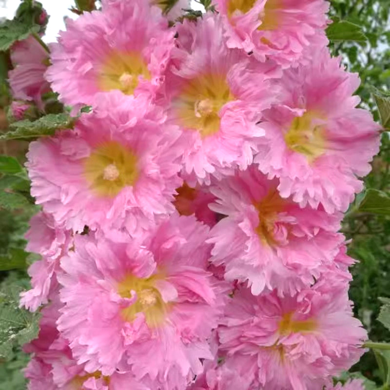 🌸Kwitnące nasiona malwy wieloletniej🌸