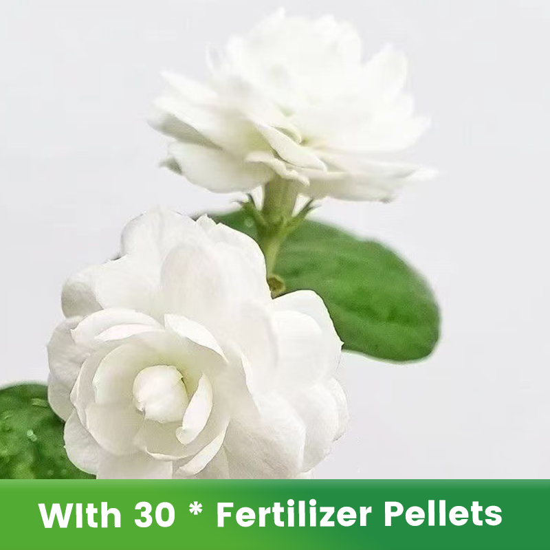 ✨🌸 Nasiona jaśminu (z nawozem): aromatyczne i łatwe w uprawie🍃