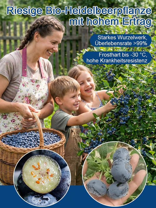 Organiczna roślina borówki amerykańskiej o dużych owocach i wysokim plonie (gwarancja zwrotu pieniędzy)